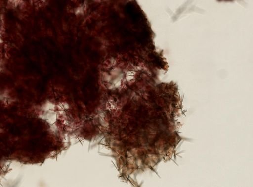 Iophon sp.