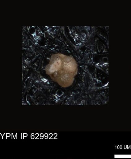 undet. Foraminiferida