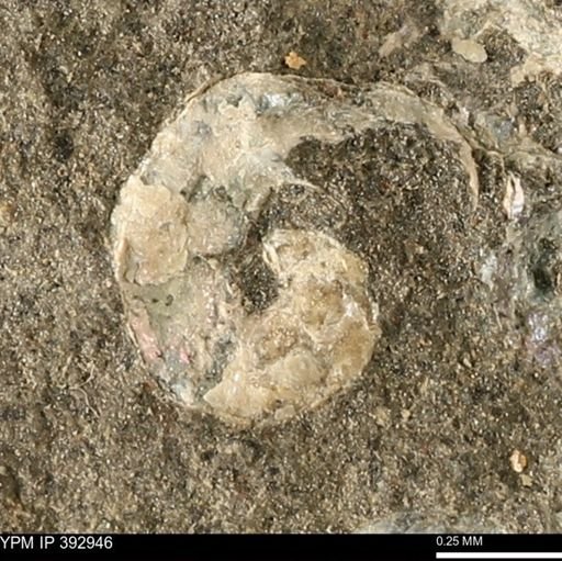 Scaphites sp.
