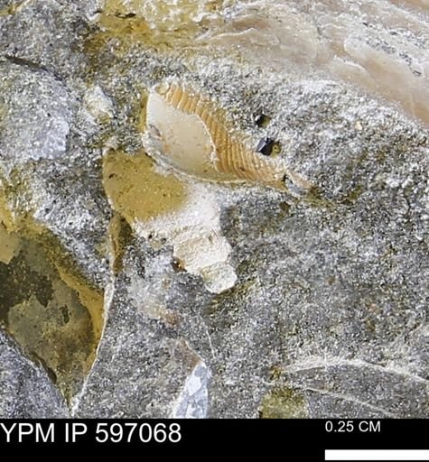 undet. Bivalvia