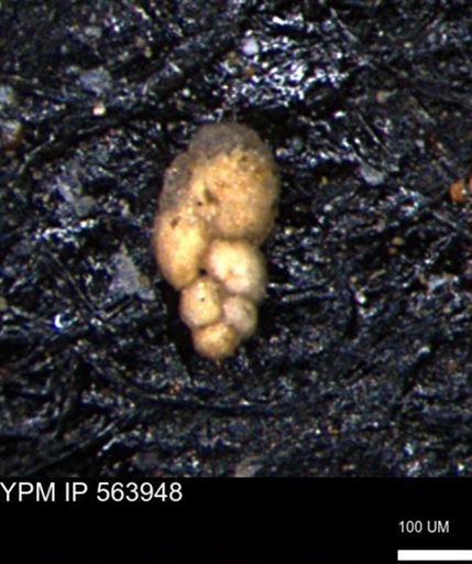 Bimonilina variana