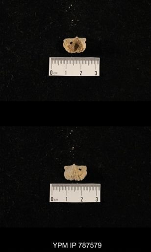 undet. Brachiopoda