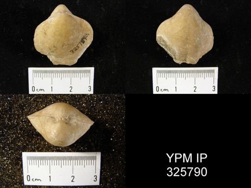 Martiniopsis cf. lutugini