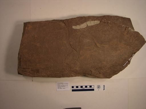 Batrachopus deweyi