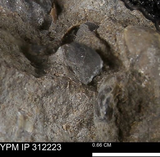 Protocardia subquadrata