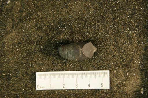 Oncoceras constrictum