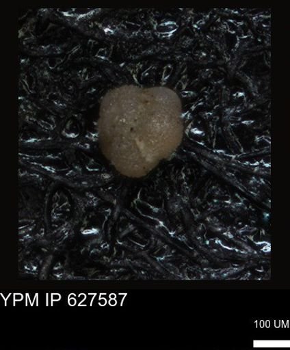 undet. Foraminiferida