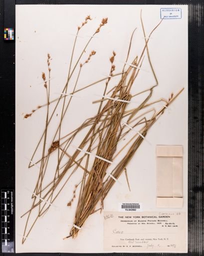 Carex