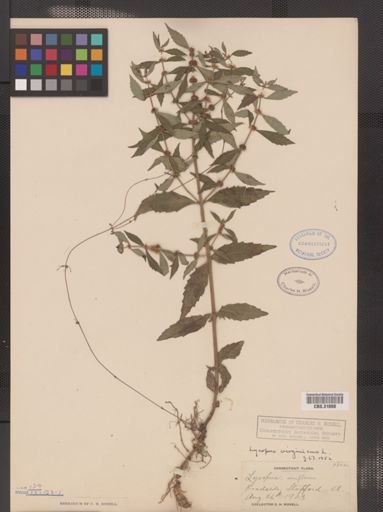 Lycopus virginicus