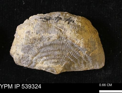 Leptaena rhomboidalis