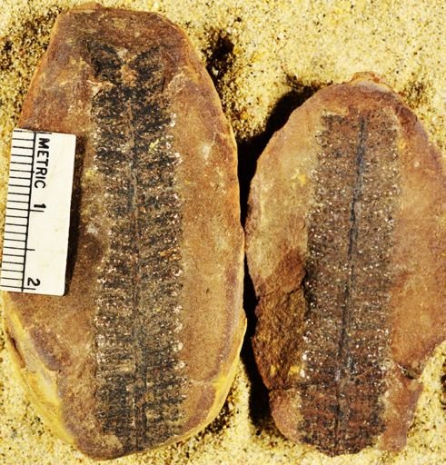 Pecopteris sp.