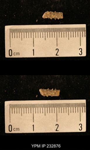 Archaeocidaris sp.