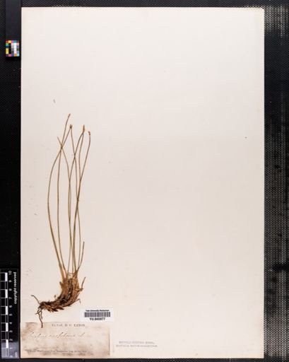 Scirpus caespitosus