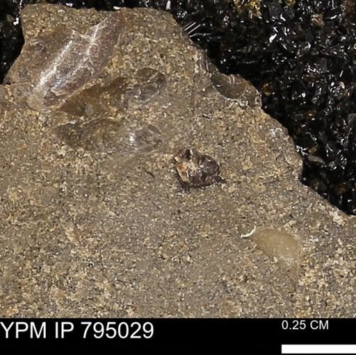 undet. Mollusca