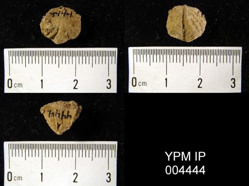 Cyrtina heteroclita