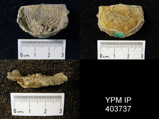 Leptaena rhomboidalis