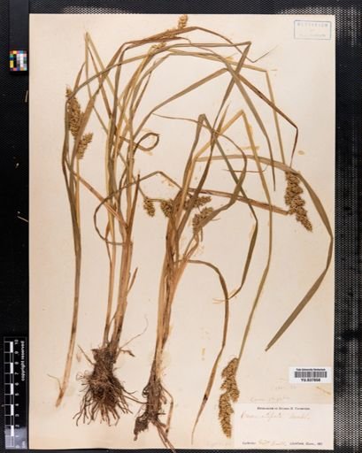 Carex stipata