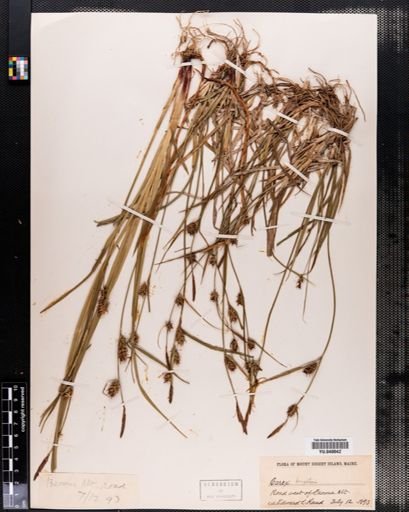 Carex houghtonii