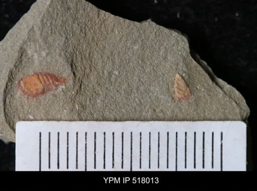 undet. Synziphosurina
