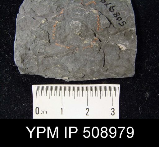 Lingulella sp.