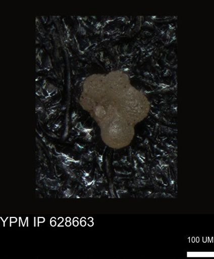 undet. Foraminiferida