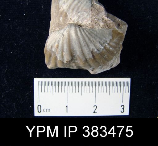 Spirifer cyclopterus?