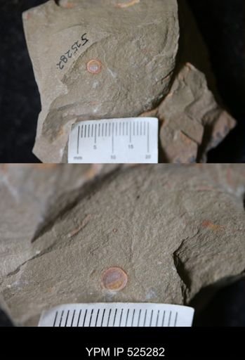Problematica