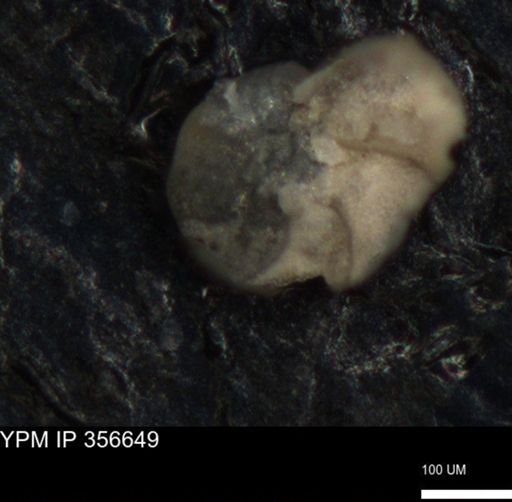 undet. Foraminiferida