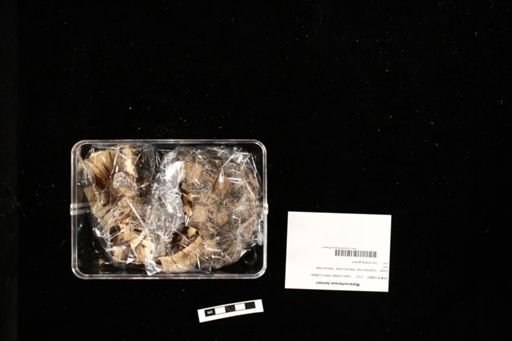 Malacochersus tornieri