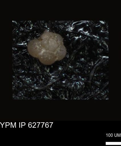 undet. Foraminiferida
