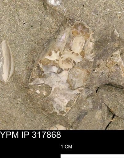 Hoploscaphites sp.