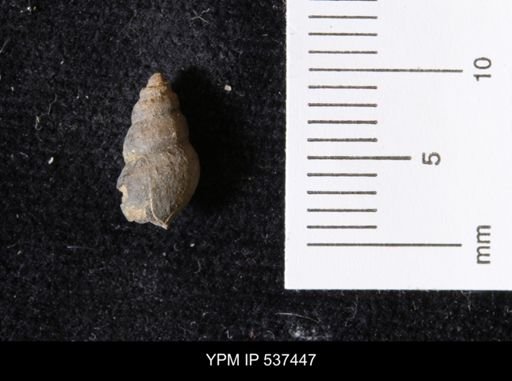 Goniobasis ortmanni