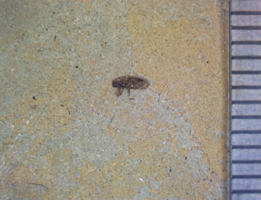 undet. Coleoptera