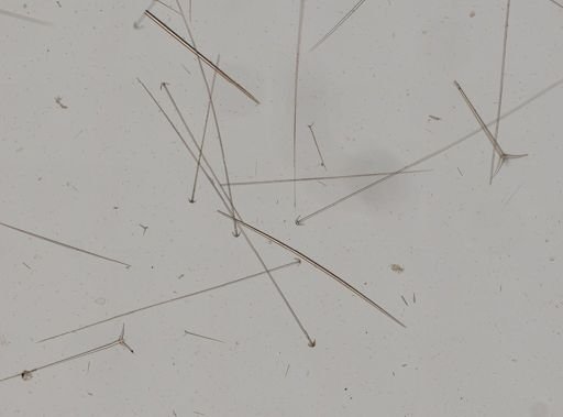 Ecionemia walkeri