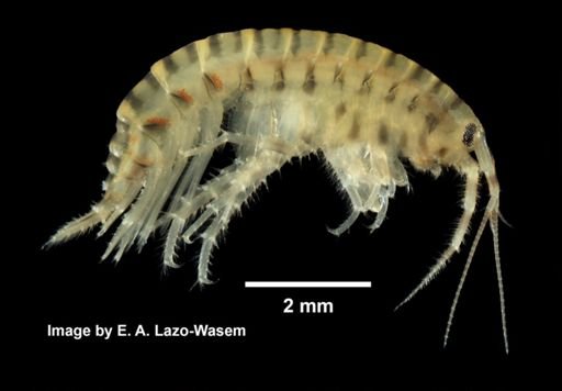 Gammarus fasciatus