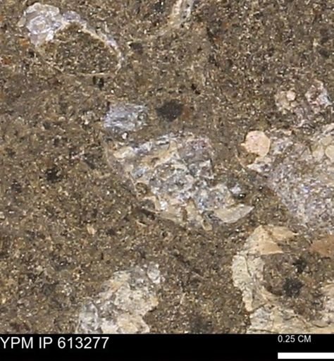 Scaphites sp.