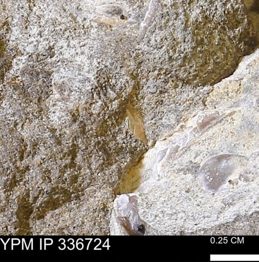 undet. Mollusca