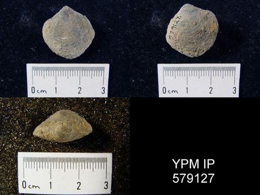 Reticularia pseudolineata