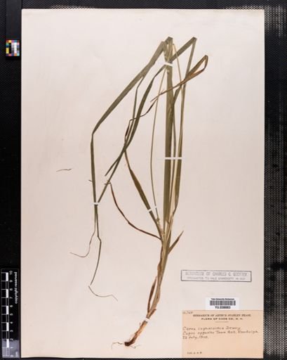 Carex cephaloidea