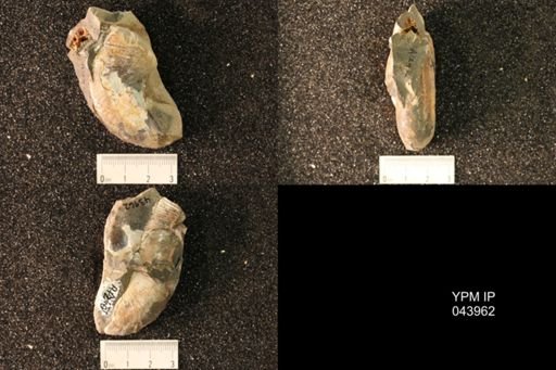 Hoploscaphites nicolletii