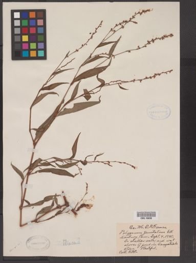 Polygonum punctatum