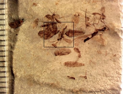 undet. Hymenoptera
