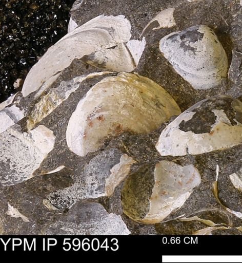 Protocardia?
