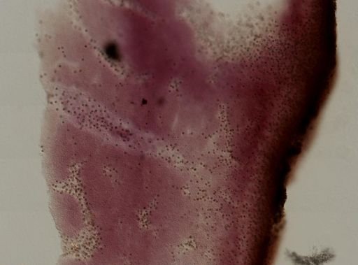 Chondrilla nucula