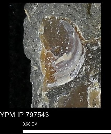 Dosiniopsis deweyi