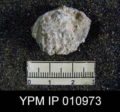 Meekella difficilis