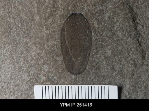Eurypterus lacustris