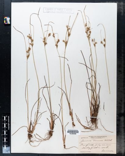 Juncus tenuis