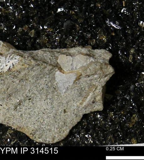 undet. Mollusca