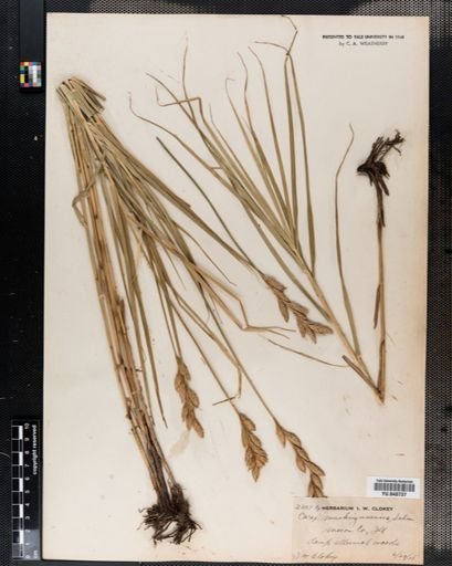 Carex muskingumensis